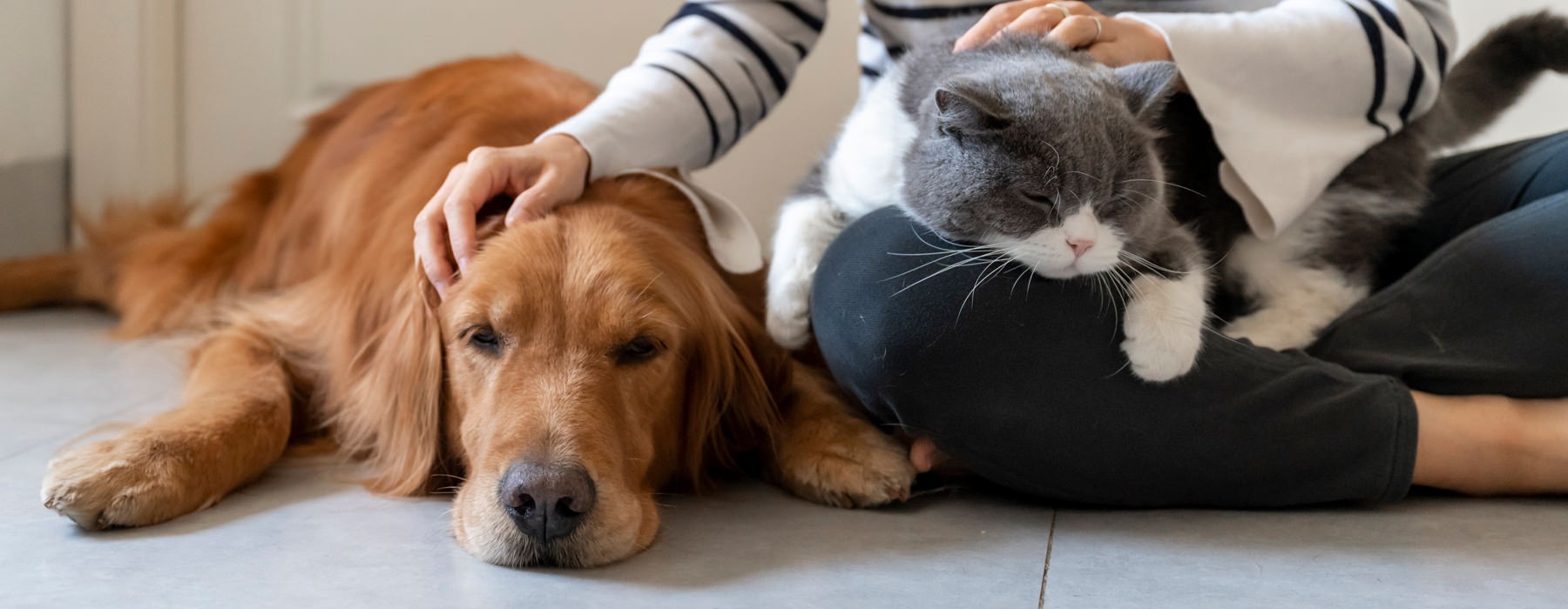 dog and cat being pet by owner