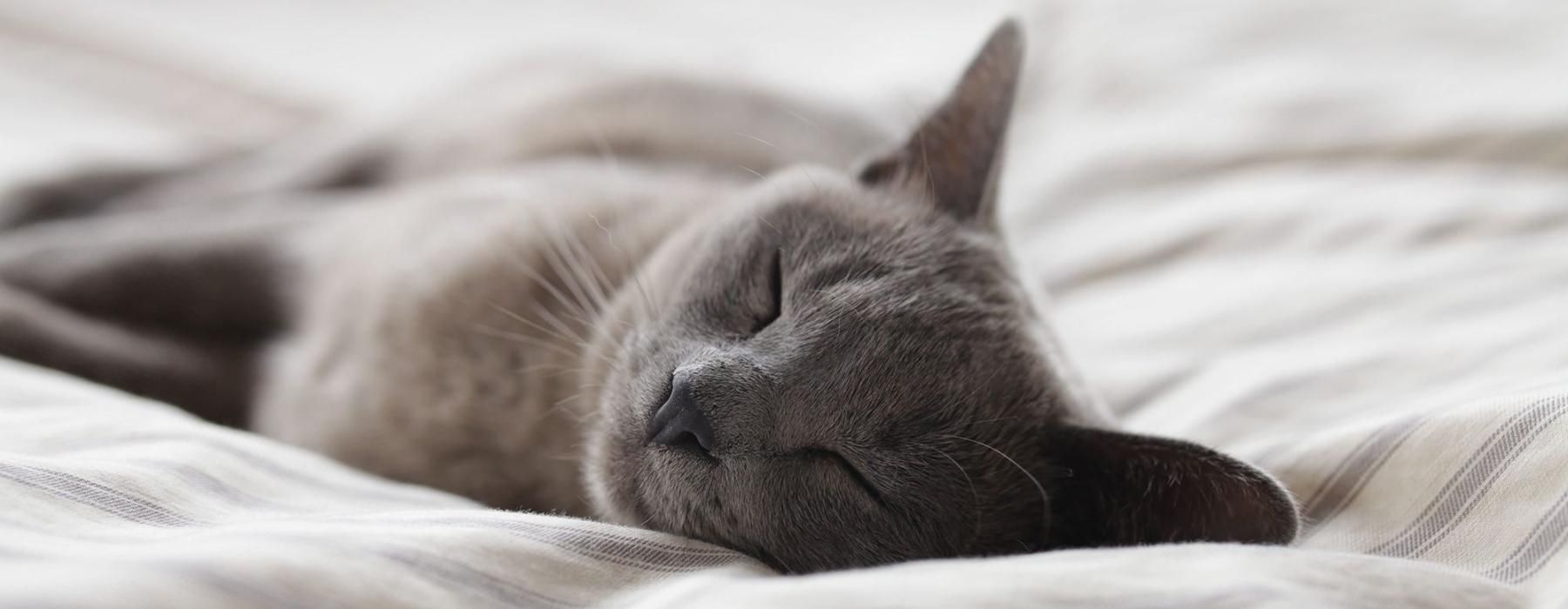 a cat sleeping on a bed